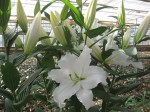 [GANDHARA CH 1820 121122.JPG]